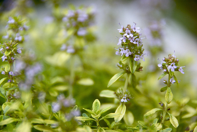 Thyme