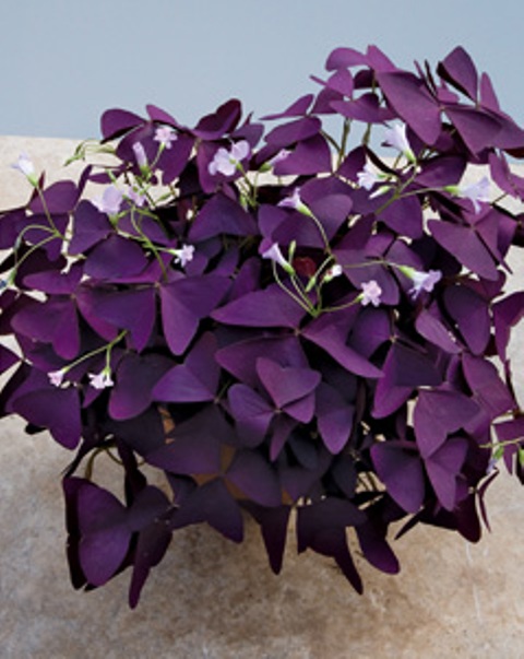 Oxalis (Shamrock)