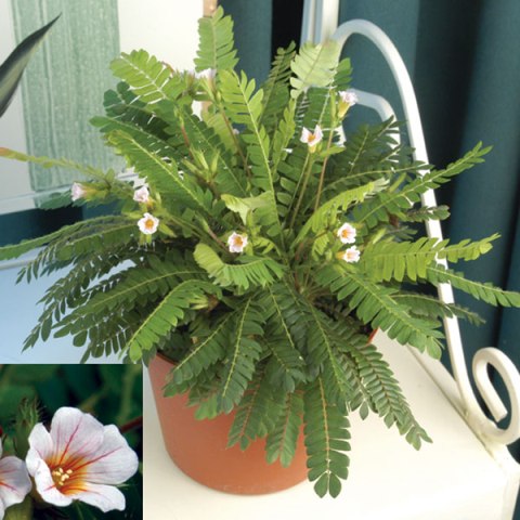 Sensitive Plant 
