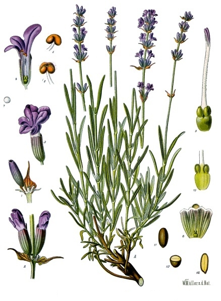 lavender