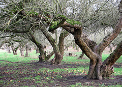 In an Orchard