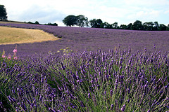 In the Middle of a Field