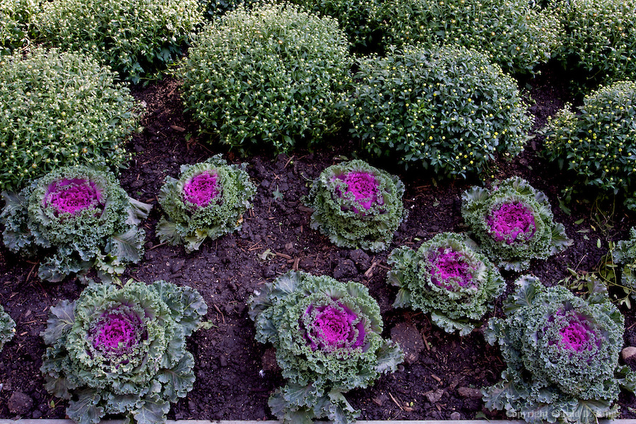 kale