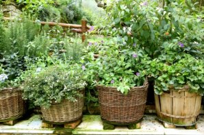 herb garden