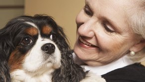 pet lovers