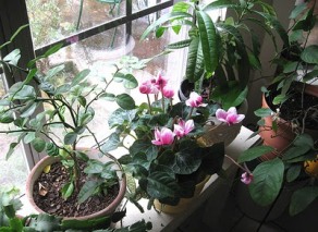 windowsill plants