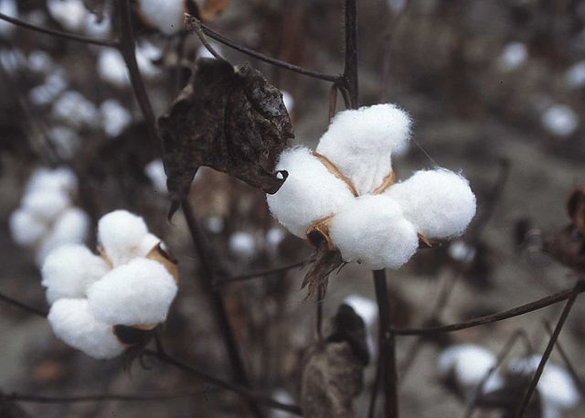 Organic Cotton