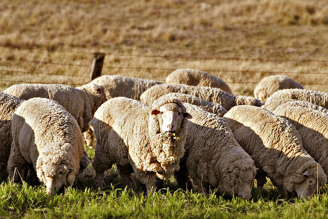 Wool