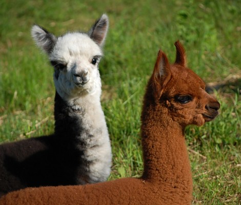 Alpaca 