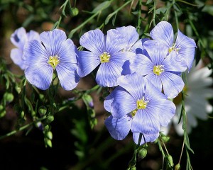 Flax 