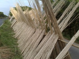 Jute