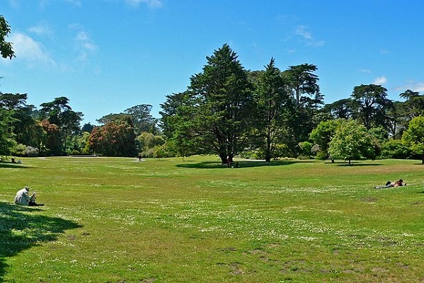 Lawns