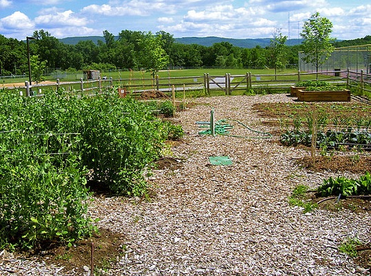 Organic Gardening