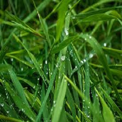 Cut Grass