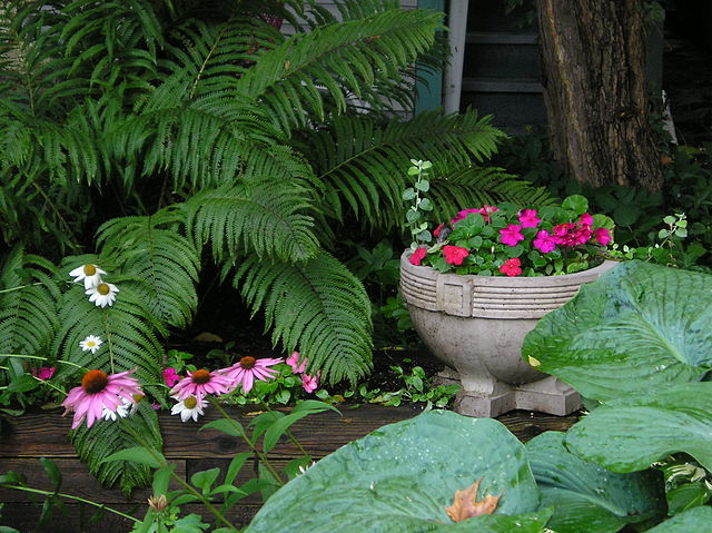 Shade Gardens
