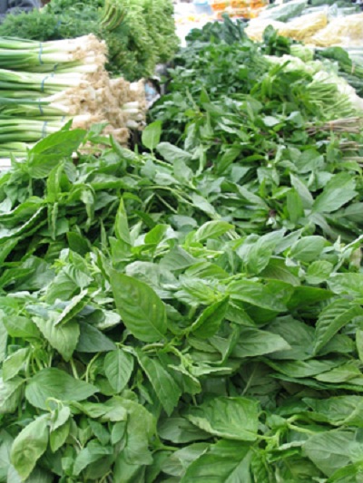 Herbal Gardening