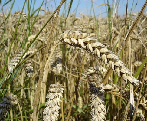Celiac
