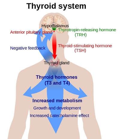 Thyroid Test