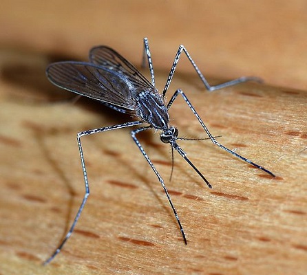 Don't Let 'Em Bug You!