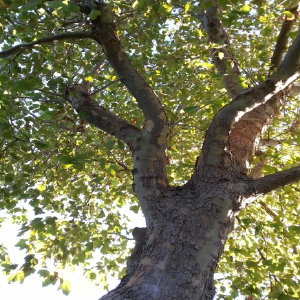 Elm
