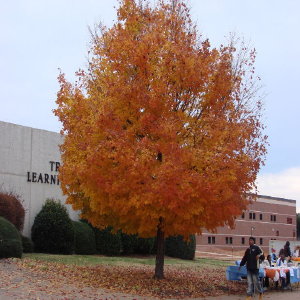 Maple