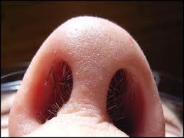 Nose Hairs