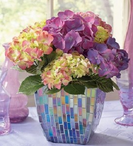 Hydrangea