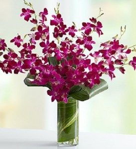  Orchids
