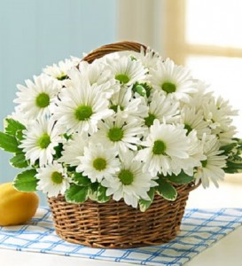 Daisies