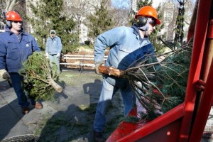 Xmas tree recycling
