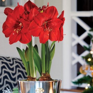 Amaryllis
