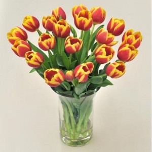 Tulips