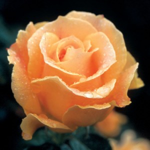 rose bushes