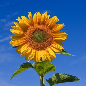  Sun Flower
