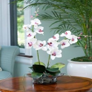 Orchids