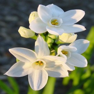 Paper Whites