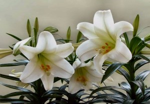Easter Lillies