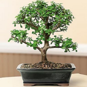 Bonsai