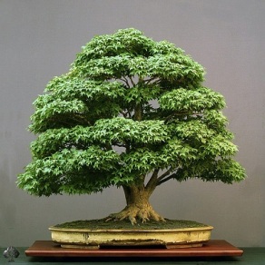 gift plants