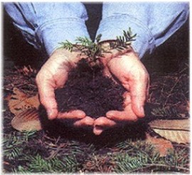 Plant a tree