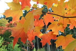celebrate autumn with gifts