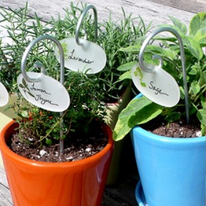 Container Garden