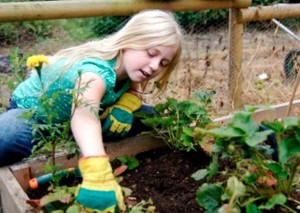 School Gardens
