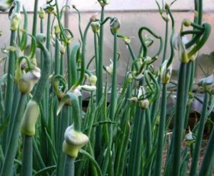 Perennial Gardens