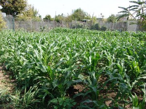 Community Garden