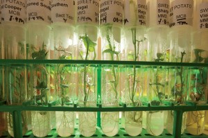  Hydroponic