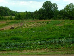 Succession Planting