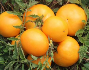 Heirloom