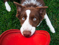 Catch a Frisbee