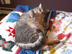 Fat cat on quilt